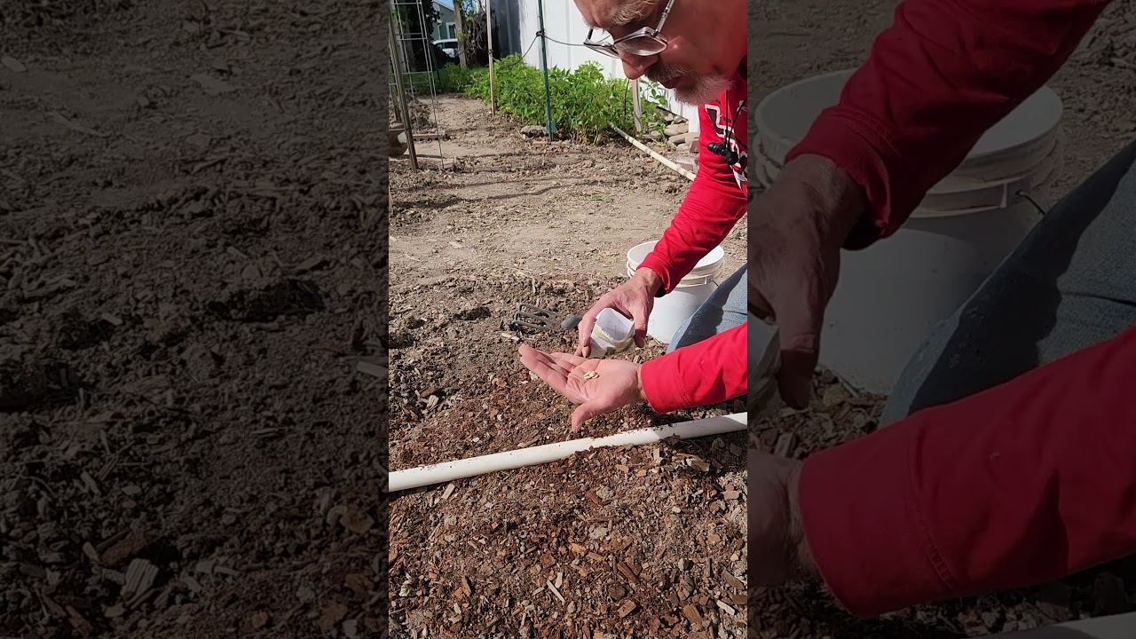 Planting Zucchini - A Quick Planting Demo