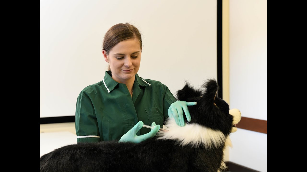 CAFRE, Greenmount Campus Veterinary Nursing courses