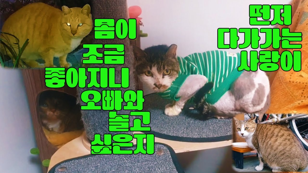 몸이 조금 좋아지니 오빠와 놀고 싶은지 먼저 다가가는 사랑이