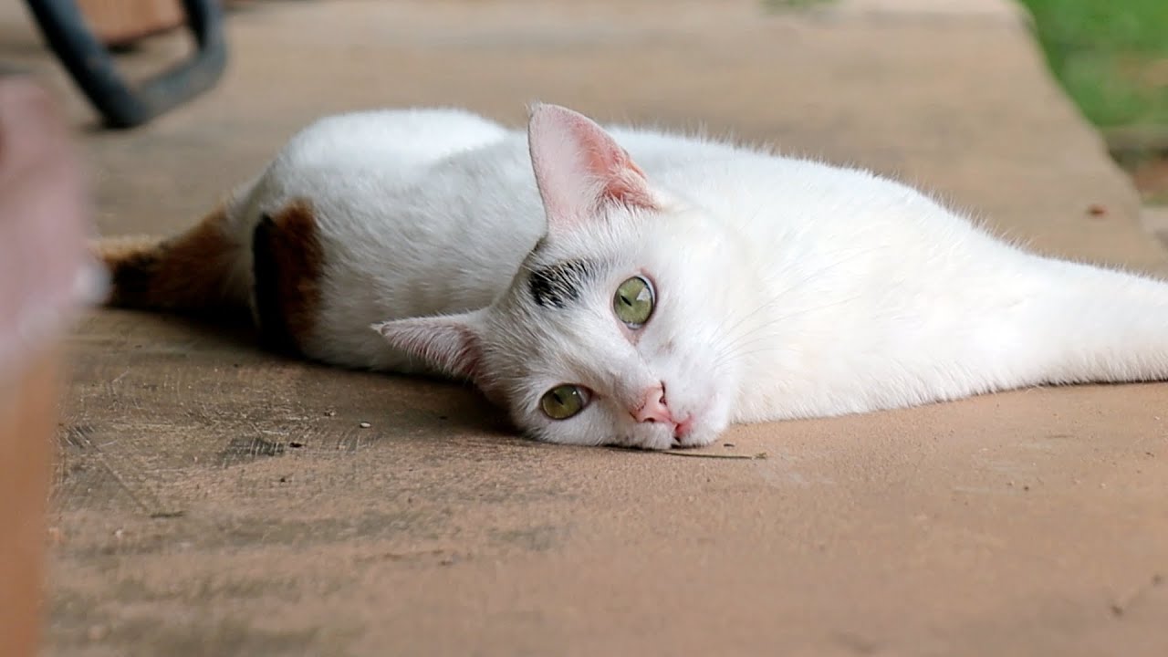 Cats Exhausted by the Heat