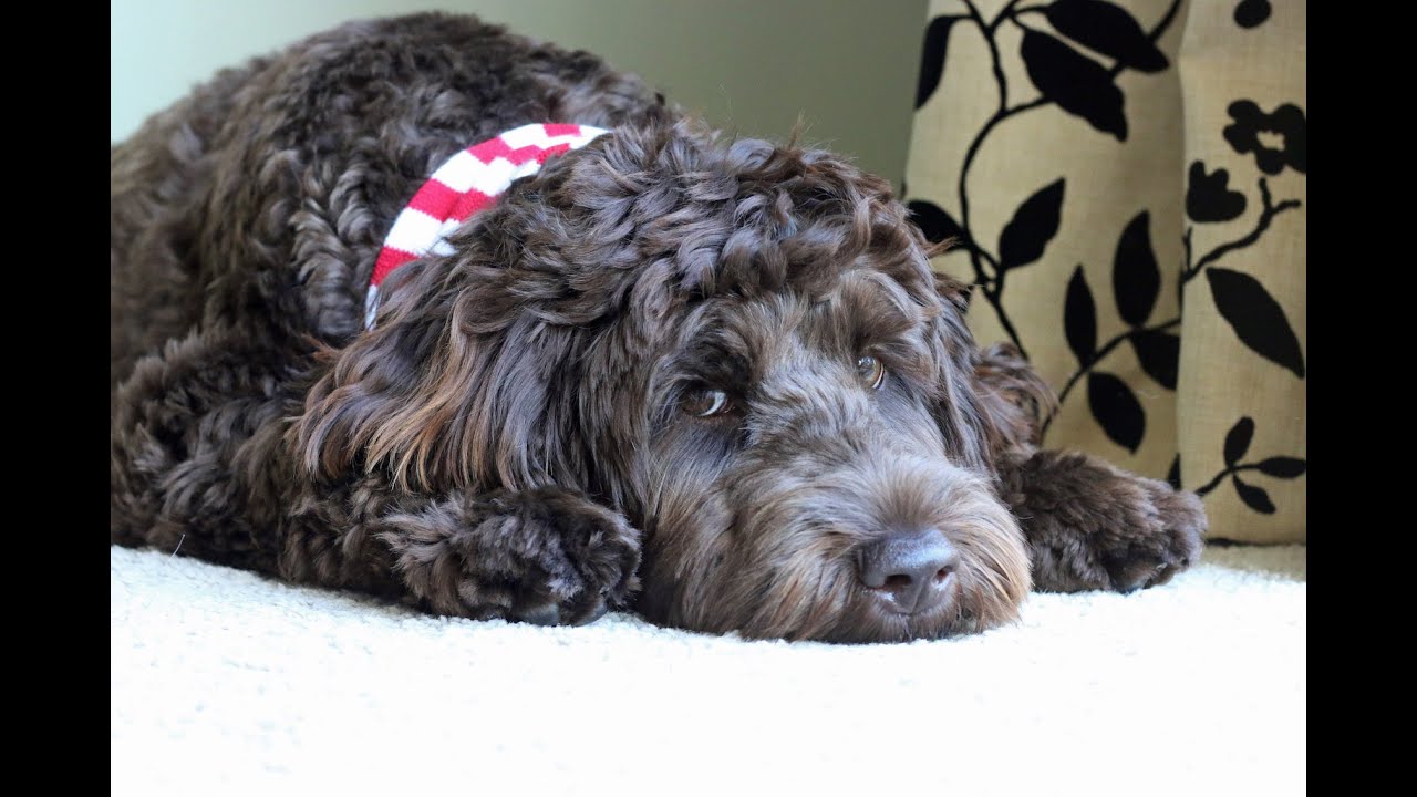 Should we Vaccinate our Dogs? Yearly?