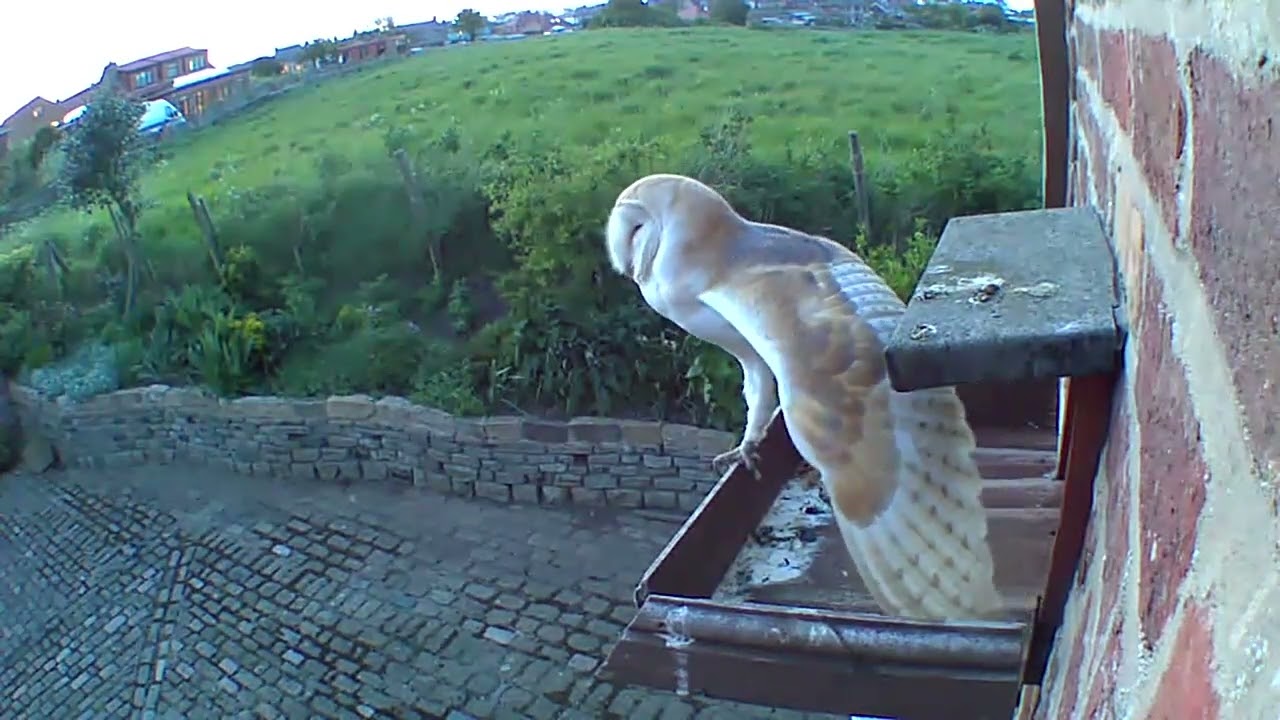 Barn Owl doing stretching exercises, on one leg, balanced on the edge of landing platform! May 9th