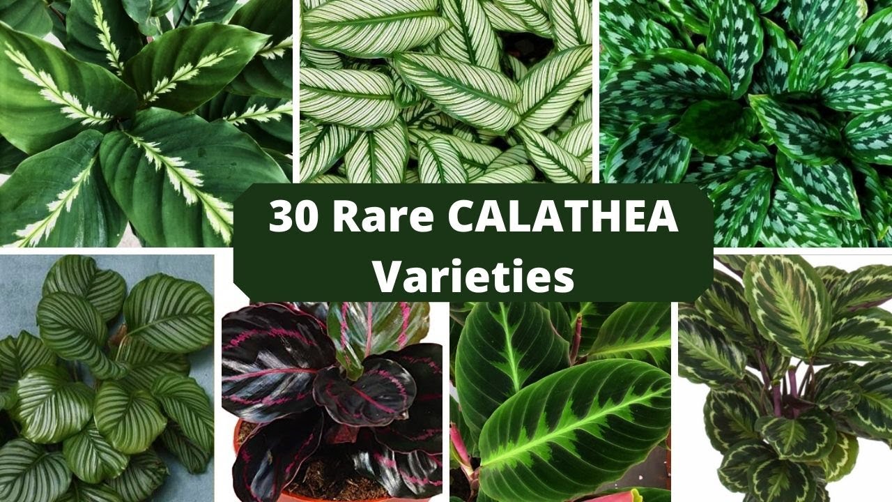 Rare 30 Varieties of Calathea Plants /Calathea Plant Identification /Plantes Calathea+Identification
