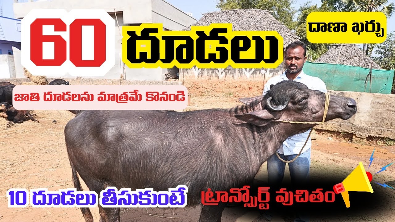అరవై దూడలు అమ్మకానికి ఉన్నాయి || 9912029102 || Murrah, Graded Murrah Calfs For Sale || Peddapuram 