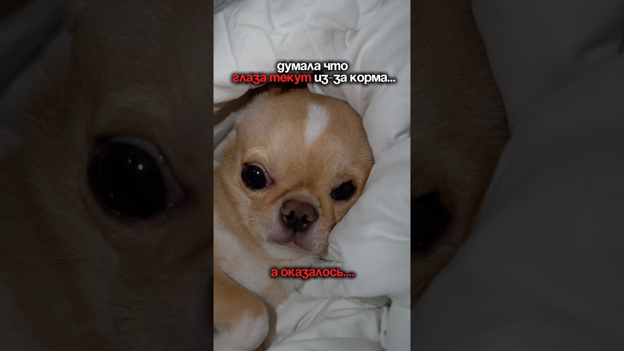 Сначала винила питание&hellip;.👇🐶арт:269936861#микрочихуа #топдлясобак #собачийблог #чихуахуа