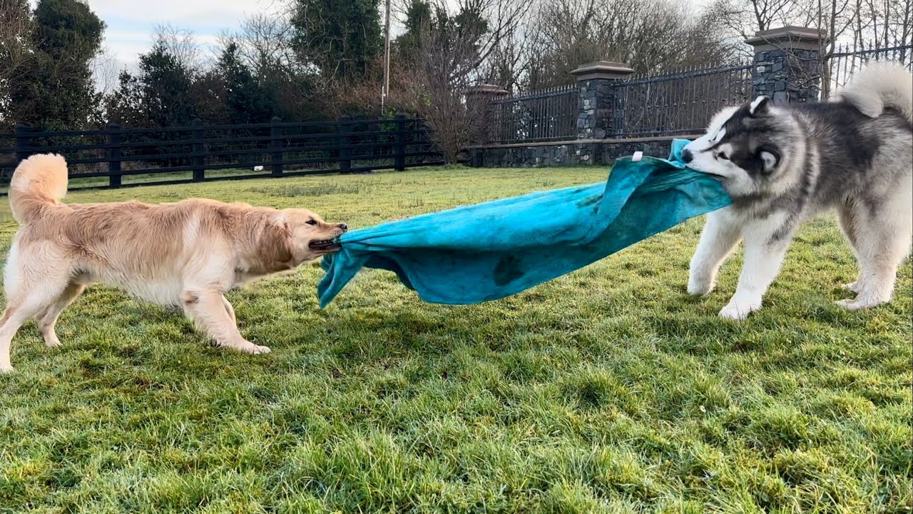 Husky v Retriever Who Will Win! They Sound So Scary!!