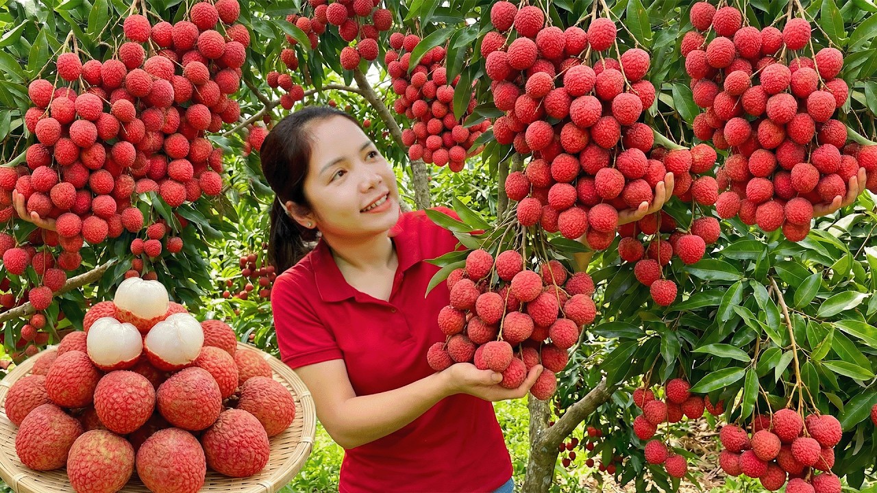 Harvesting Giant Ripe Lychees Go To Market Sell | Fresh Tropical Fruit Harvesting