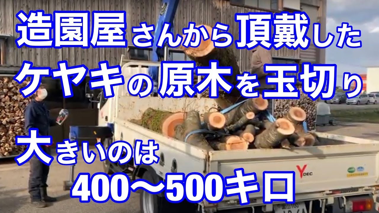 造園屋さんから頂戴したケヤキの原木を玉切り（大きいのは400～500キロ）薪ストーブ