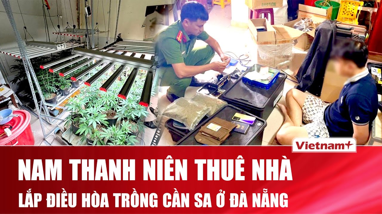 Phát hiện nam thanh niên trồng gần 100 cây cần sa trong nhà, sử dụng hệ thống khép kín tại Đà Nẵng