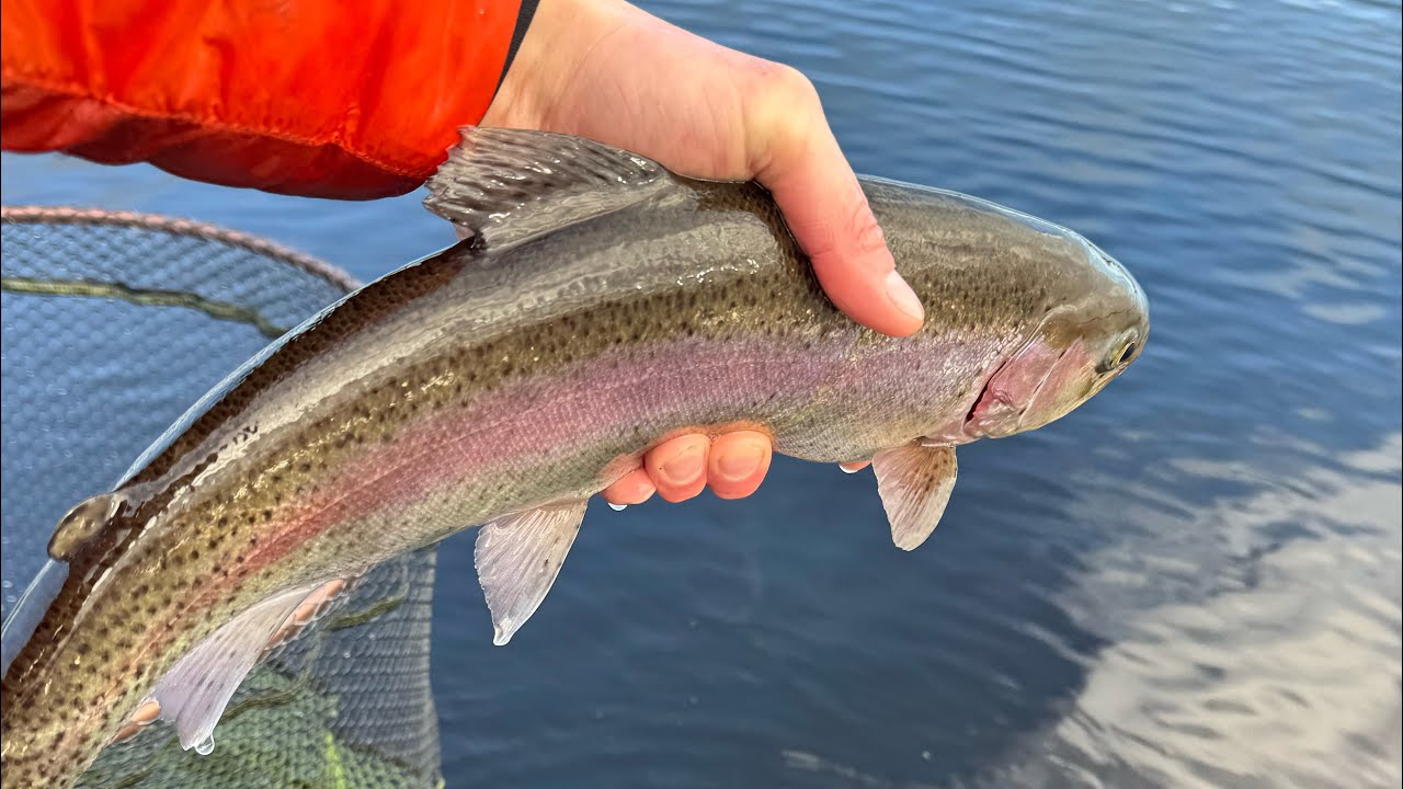 Fishing - Lake of Menteith Buzzer Hatch Highlights #flyfishing #fishing #trout #fly