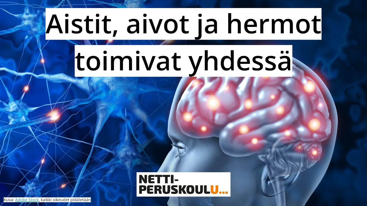 ayl1: Aistit, aivot ja hermot toimivat yhdess&auml; (perusopetus)