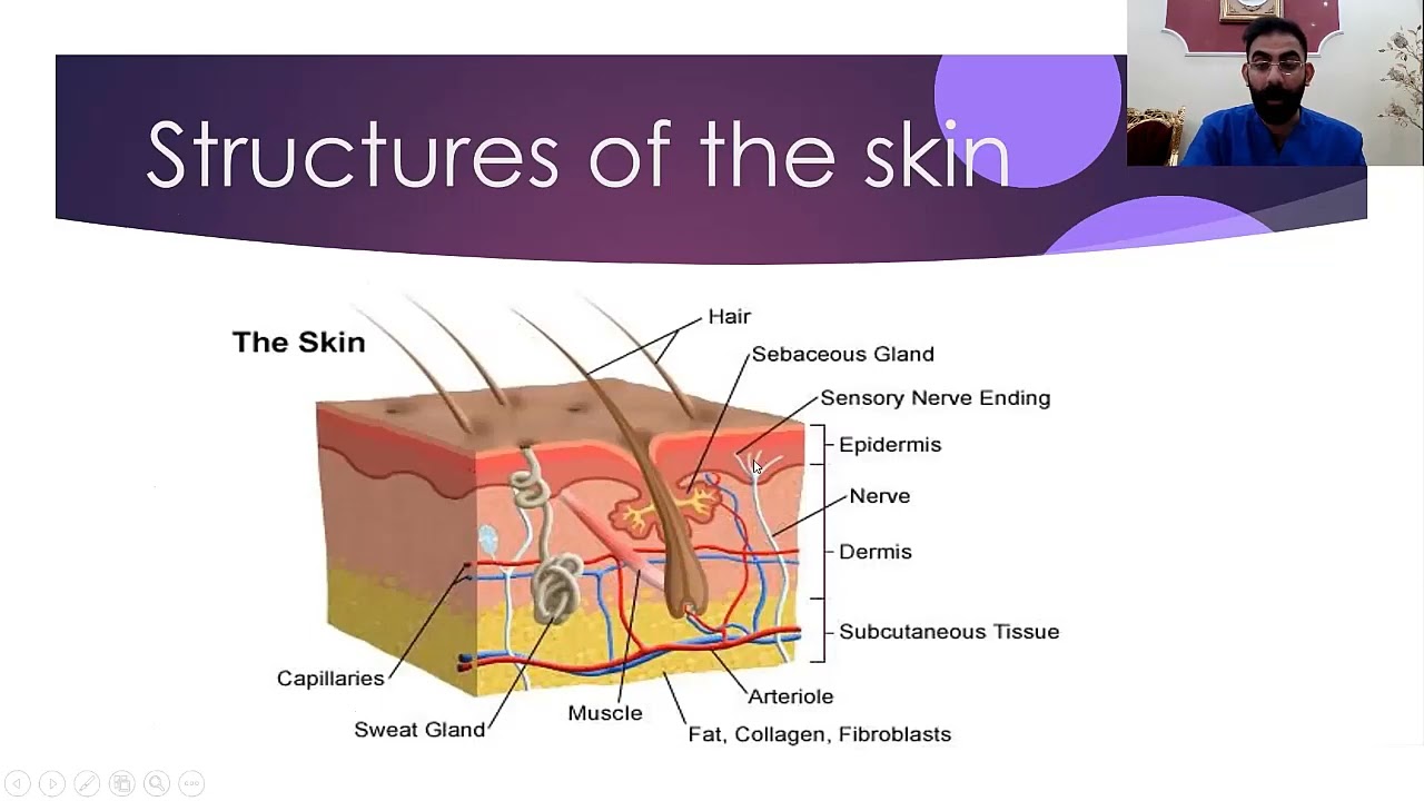 Lec 3 Integumentary system part 1