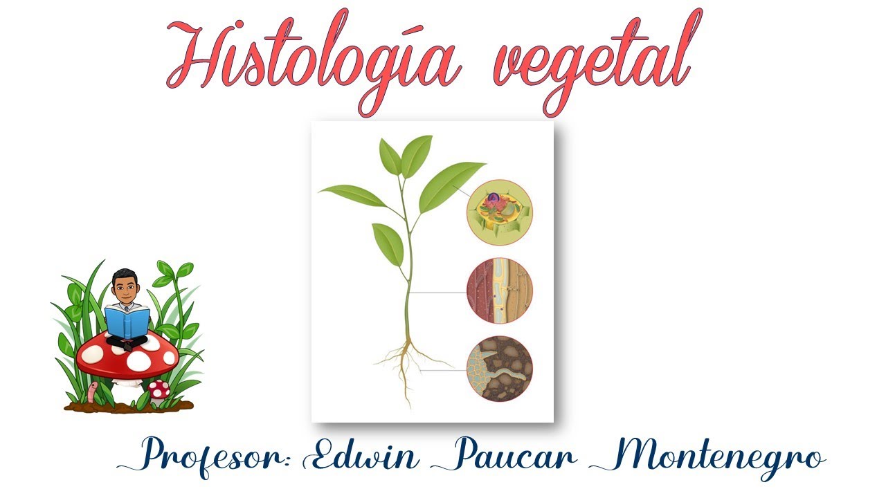 Histología vegetal