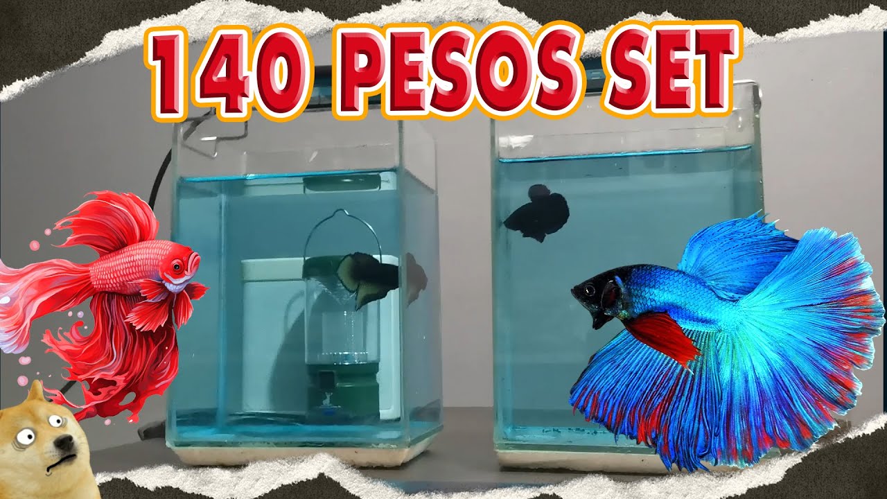 PINAKA MURANG SET NG BETTA FISH #fishes #bettafish #fish