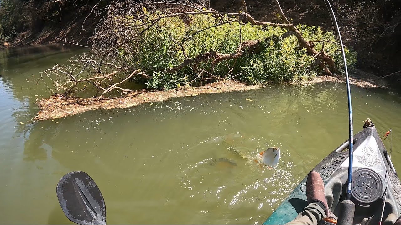 TINHA UM CARDUME QUERENDO DEVORAR ESSE PEIXE! Pescaria de traíra, dourado, pacu e matrinxã