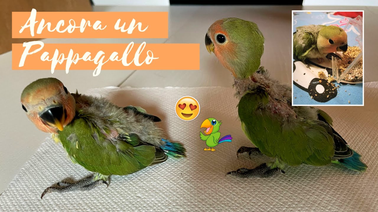 IL MIO NUOVO PAPPAGALLO DI DUE MESI - VLOG 23-27/06/2021
