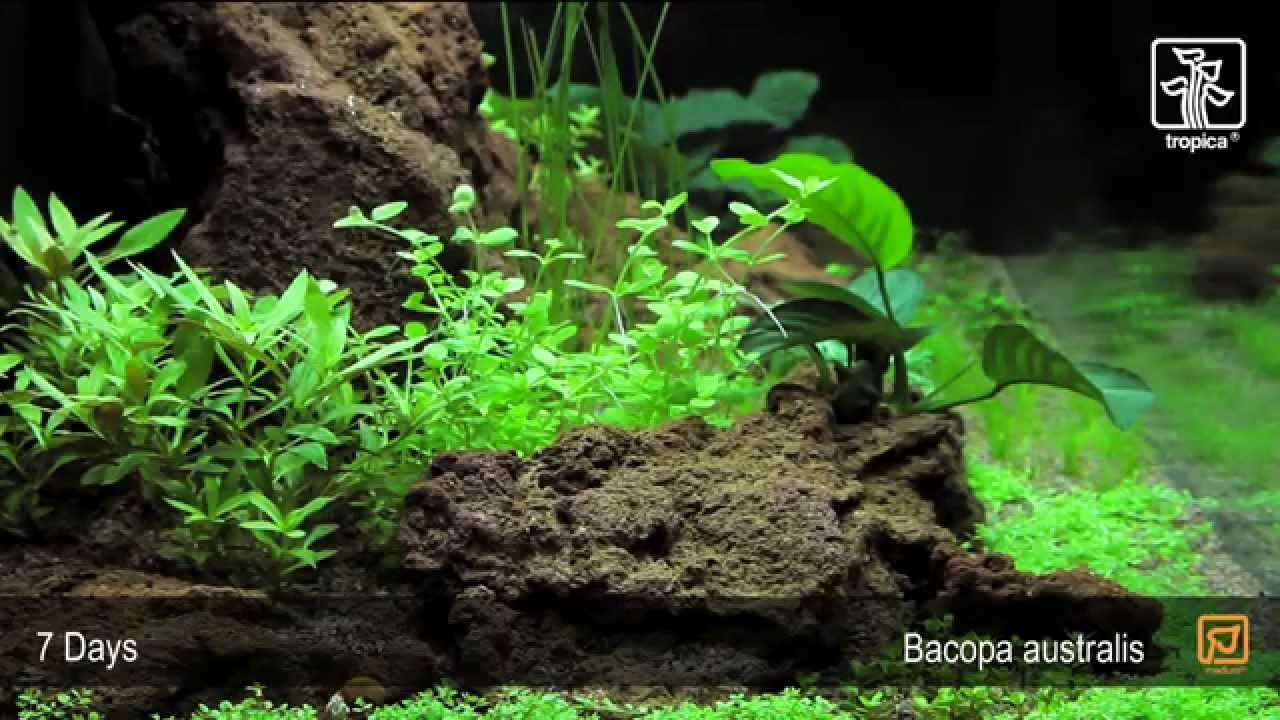 Bacopa australis