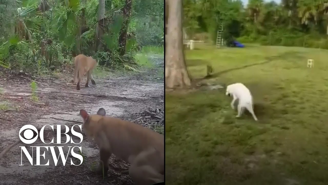 Panthers with mysterious health disorder catch Florida officials' attention
