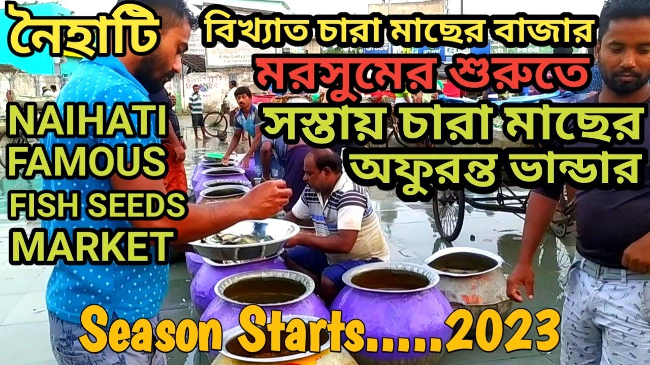 নৈহাটি বিখ্যাত চারা মাছের বাজার/মরসুমের শুরুতে সস্তায় চারা মাছের অফুরন্ত ভান্ডার/NAIHATI SEEDS HUT