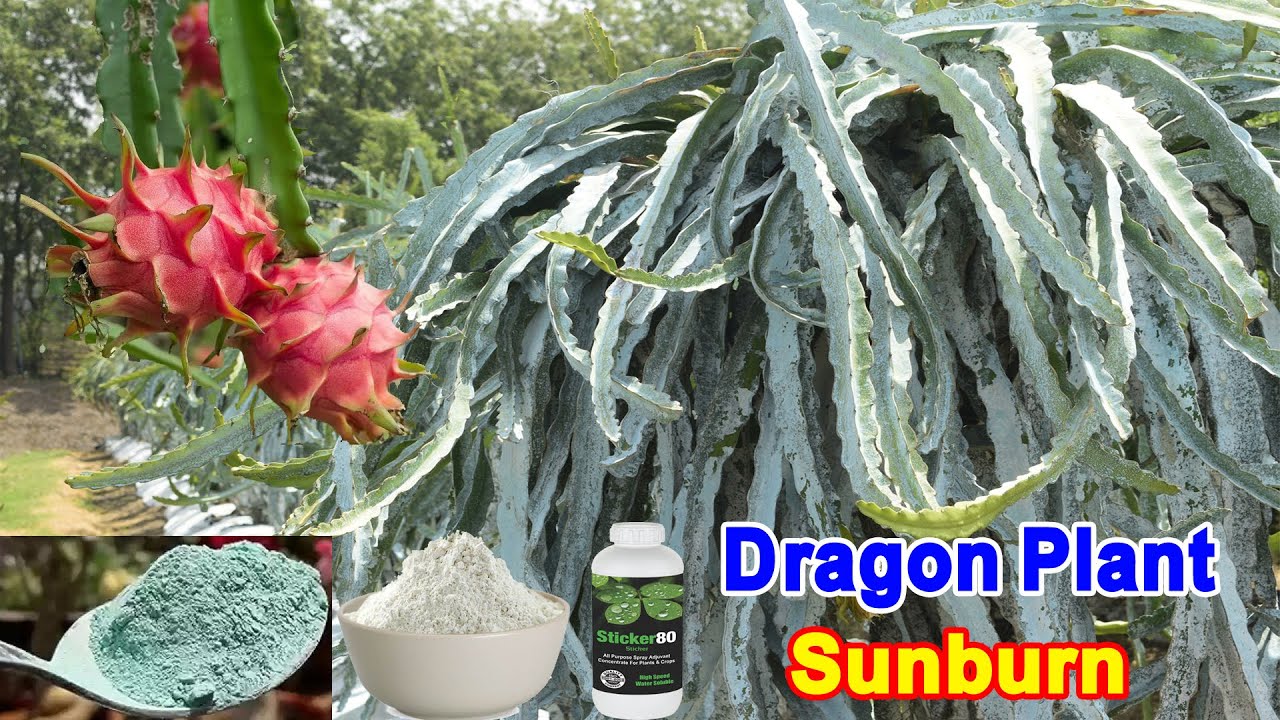 Sunburn Protection Kaolin/China Clay Spray in Dragon Fruit || Dragon Fruit Care In Summer/Winter ||