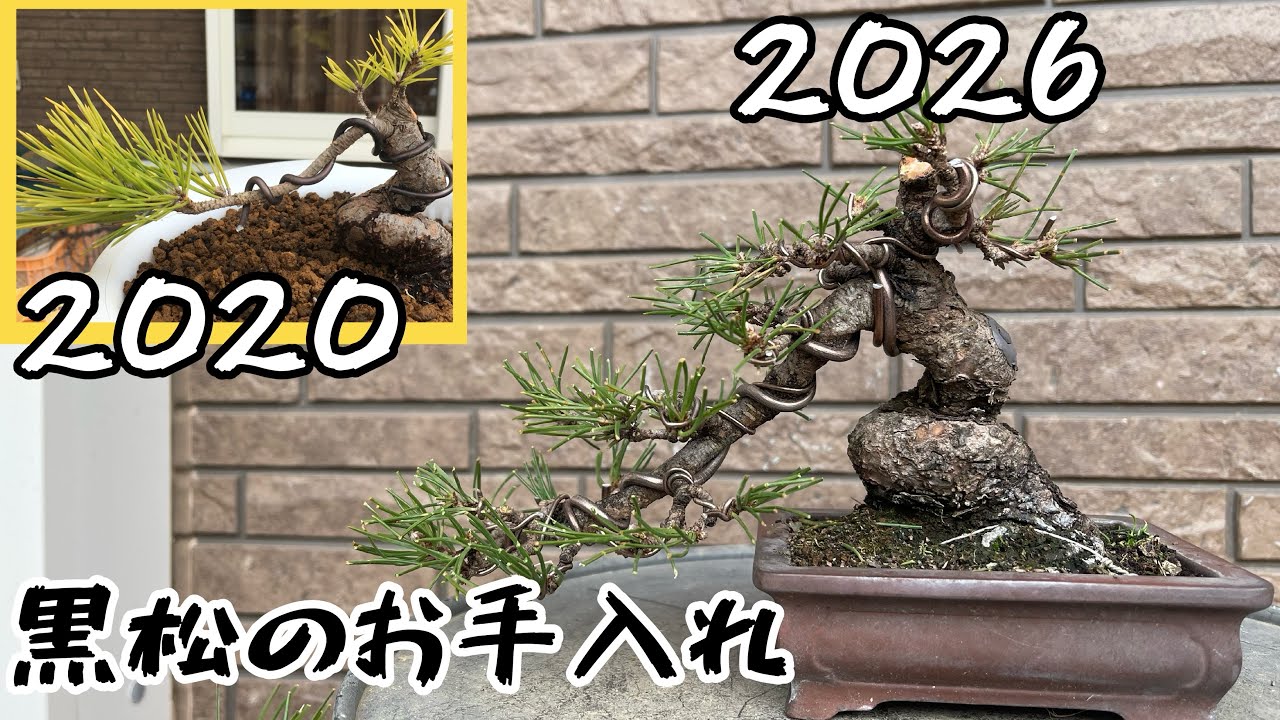 【黒松】種から約15年。頭を飛ばして作り直す。針金、剪定、整枝。冬のお手入れ【盆栽】