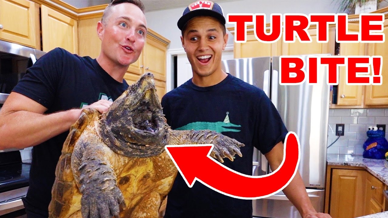 Snapping Turtle Snaps Veggies!!!