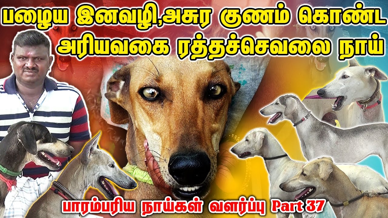 பழைய இனவழி அரிய வகை ரத்த செவலை நாய் | Indian Dog Breed