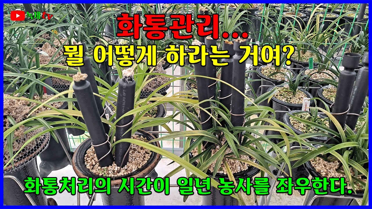 봄 개화를 준비하기 위한 화통처리에 대하여 알아 봅니다.