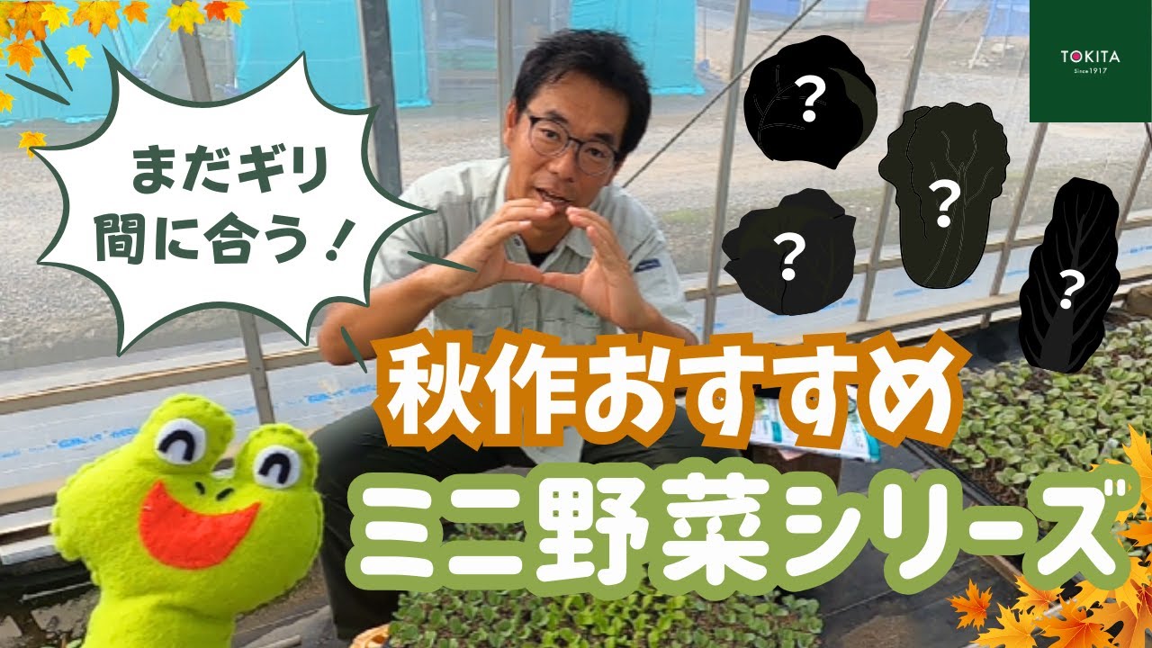 【まだ間に合う】秋作おすすめ品種紹介！【ミニ野菜】