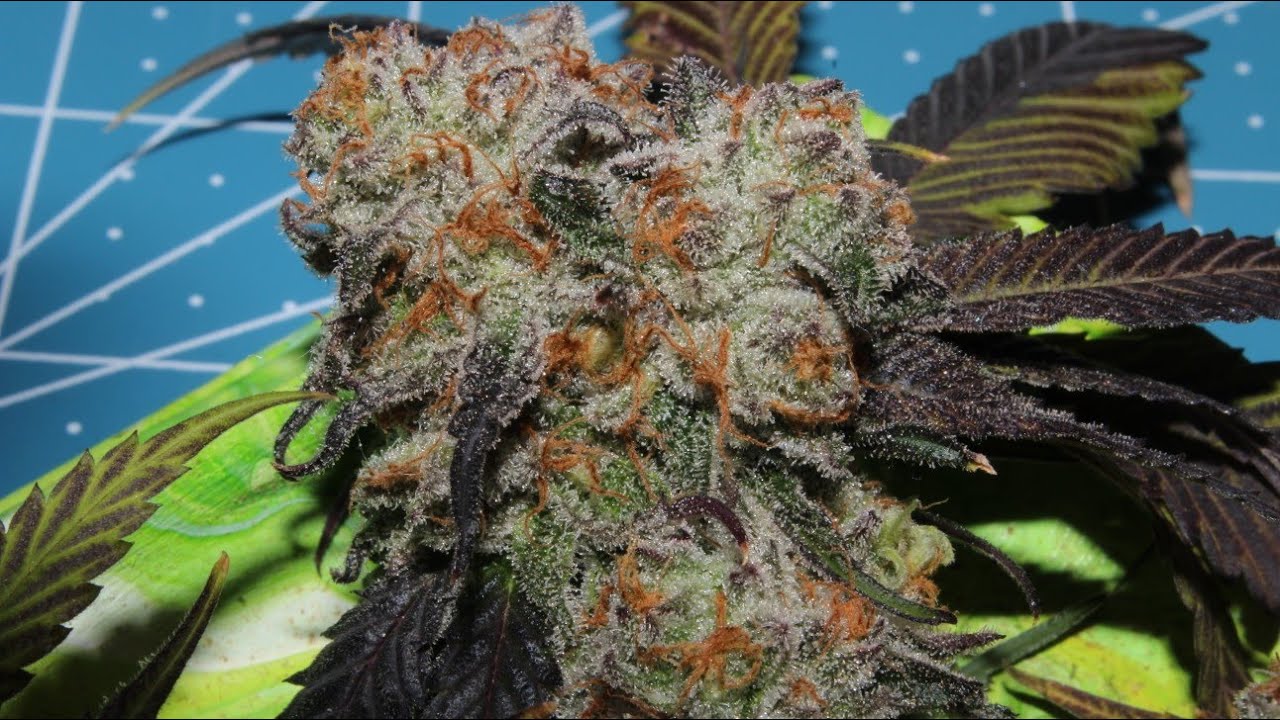 HOW TO STAY GROWING: CHECKING TRICHOME MATURITY WITH MICROSCOPE