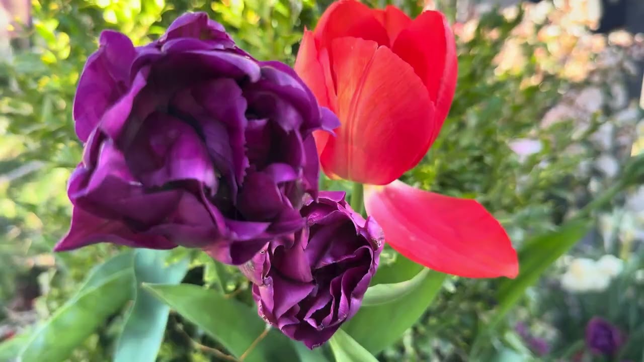 April Garden Tour // spring tulips & flower blooms 2026