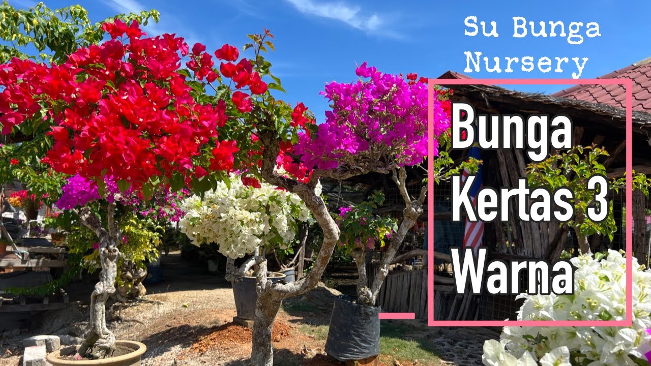 Bunga Kertas 3 Warna Hanya di Su Bunga Nursery di Kg Lempor Kuala Kangsar