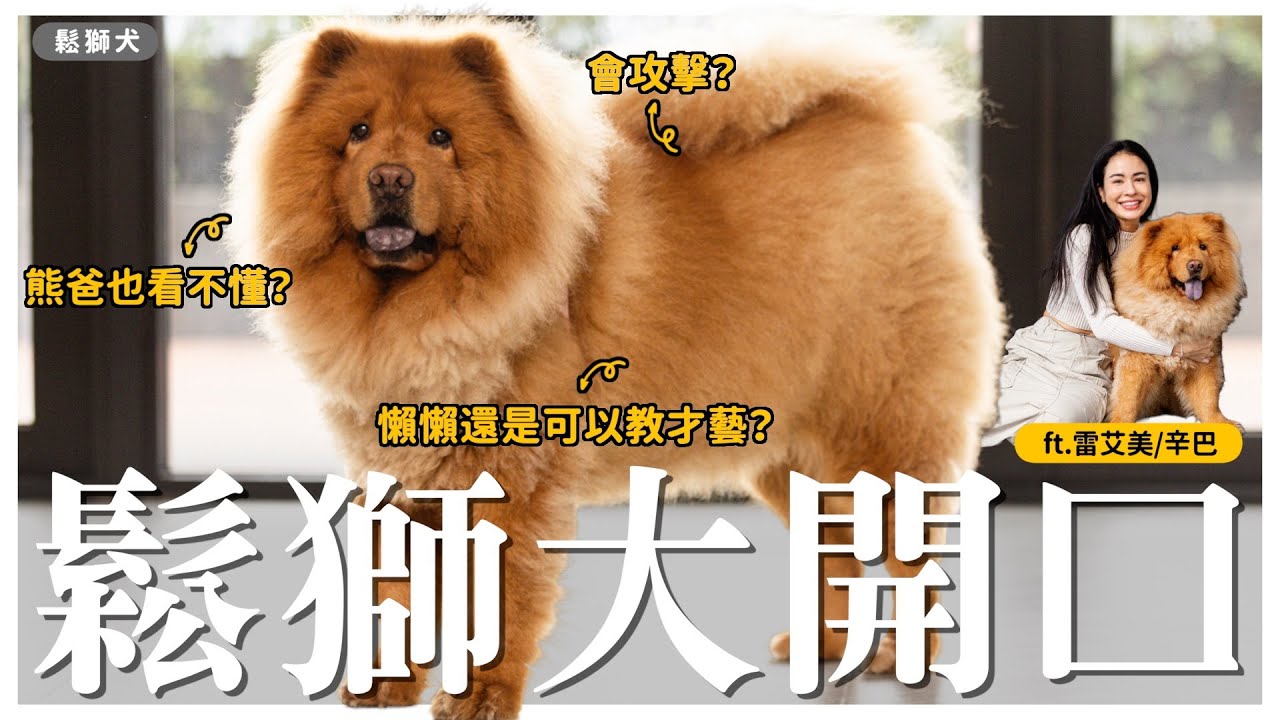 鬆獅，狗靈熊爸也怕怕？ft.雷艾美｜熊爸估狗 #pets #寵物 #shiba #毛小孩 #狗 #柴犬 #萌寵
