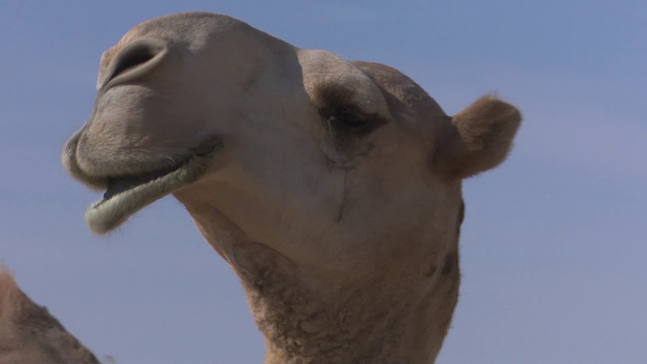 مزاين قبيلة العوازم الخامس للأبل ( اليوم الثاني) ( عرض فئة الوضح )