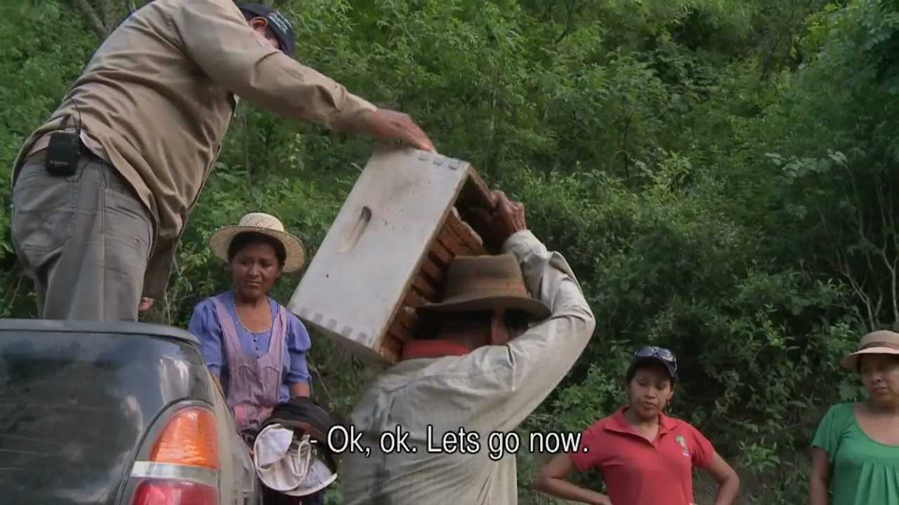 BOL240 - Harvesting Honey 1 - Arrive