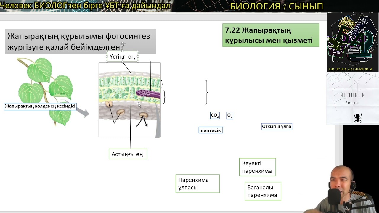 7.22.Жапырақтың құрылысы мен қызметі #жапыраққұрылысы #биология #7сыныпбиология #ұбтбиология #убтбио