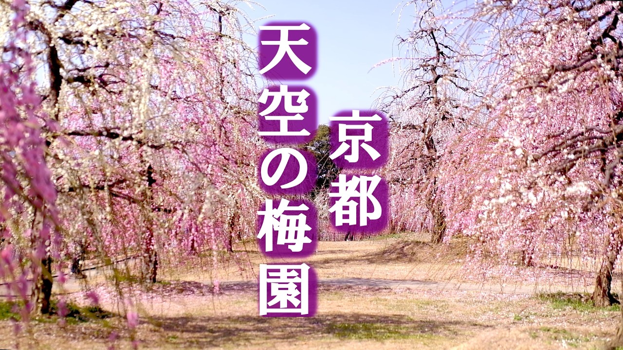 【京都】3月1日満開🌸圧巻のしだれ梅250本が満開の三室戸寺梅園が美しすぎる【京都 宇治】