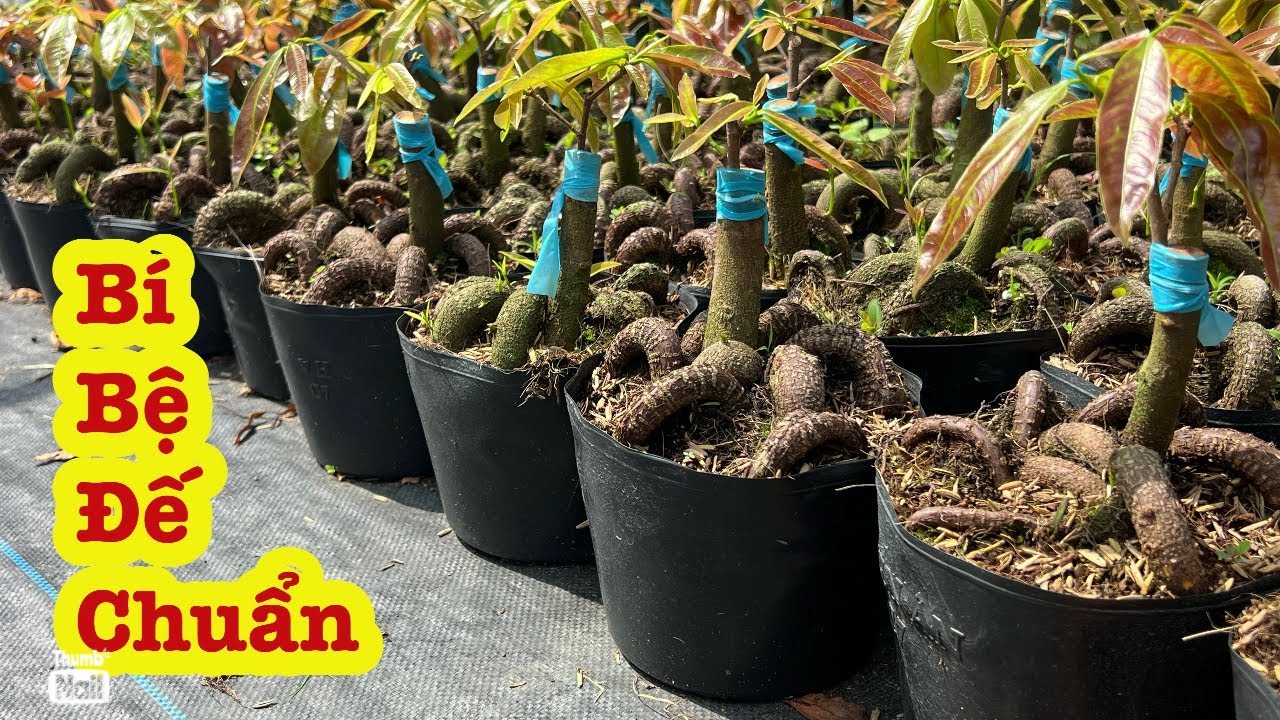 Gốc nhớt nhiều loại đế ghép bình lợi 