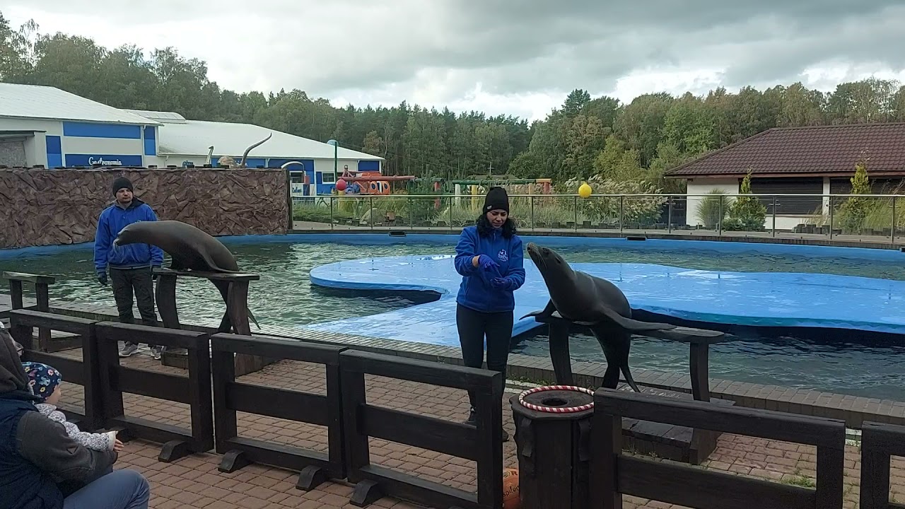 Sea Park Sarbsk. Wspaniały pokaz umiejętności Uchatek Kalifornijskich.