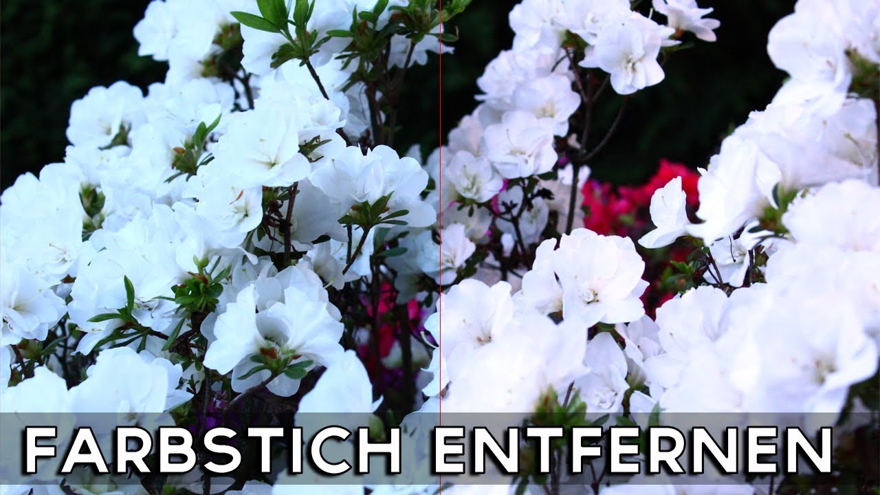 Photoshop Tutorial Einfache Farbkorrektur Gradationskurven - Farbstich entfernen - MrYouHelp