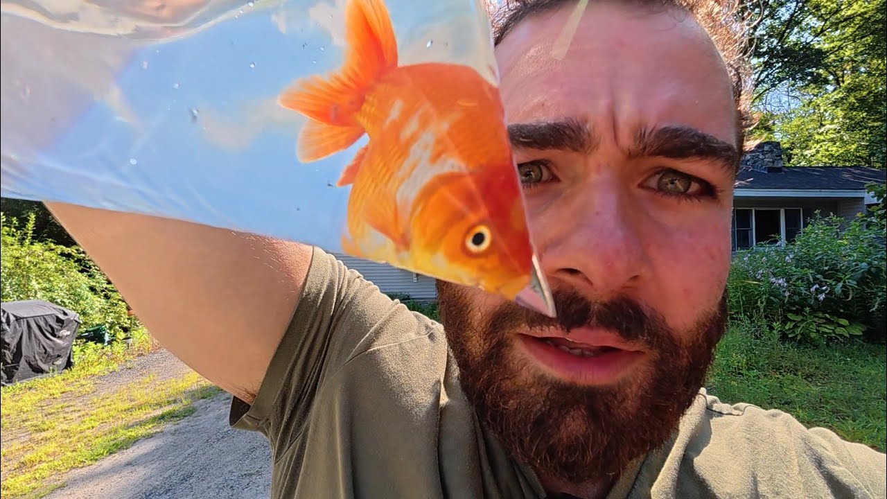 Adding Goldfish to the GOLDFISH GREENHOUSE