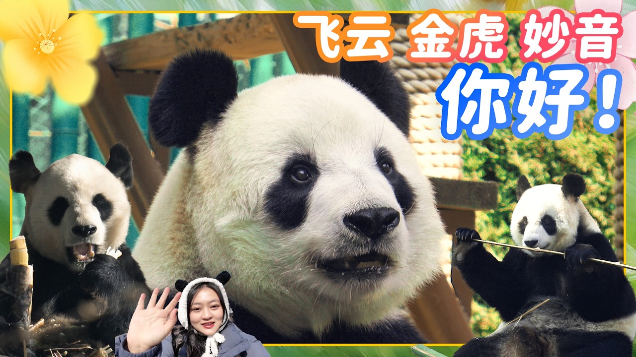 大熊猫飞云 金虎 妙音 和我一起去看大连三宝吧 看了一天她们在室外晒太阳散步吃竹笋 （上篇）  #大熊猫#飞云#金虎#妙音 #睿宝 #辉宝 #宝家族 #熊猫Vlog #中国#大连旅游#大连森林动物园