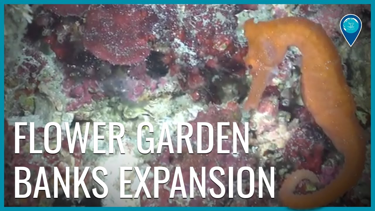 Celebrating the Expansion of Flower Garden Banks National Marine Sanctuary!