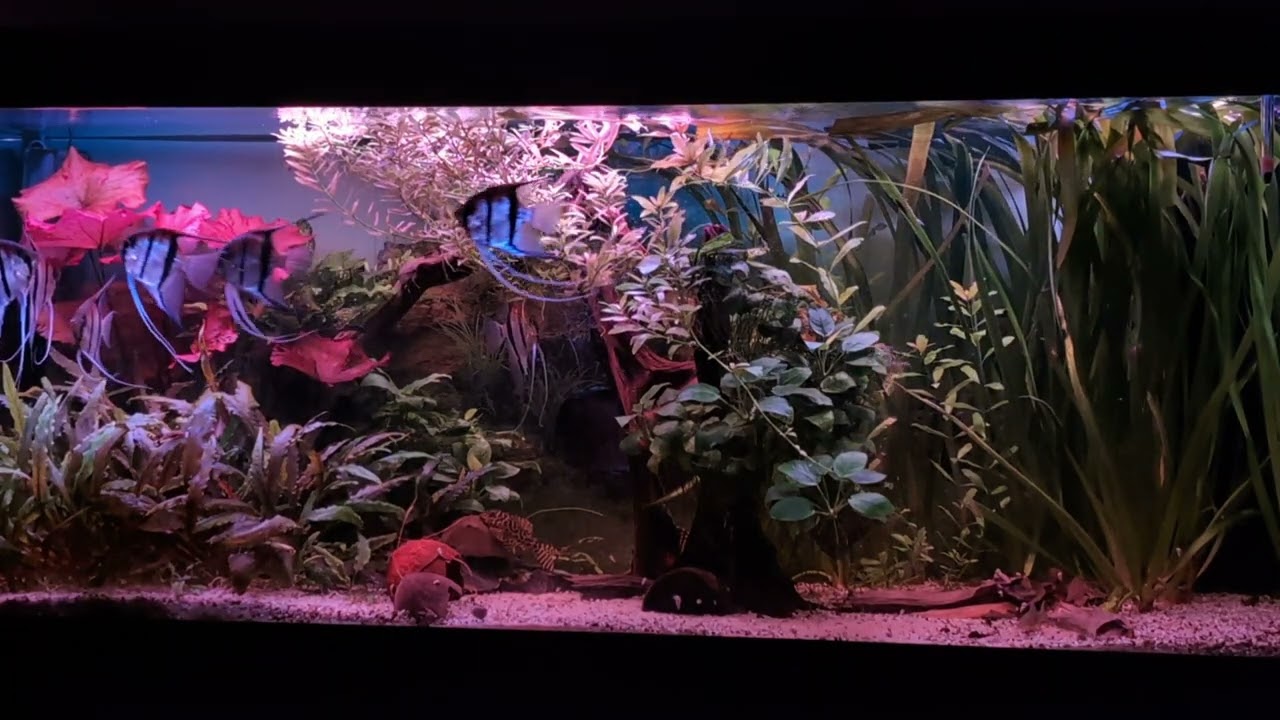 Sonnenaufgang mit der Chihiros Universal WRGB im Südamerika Aquarium