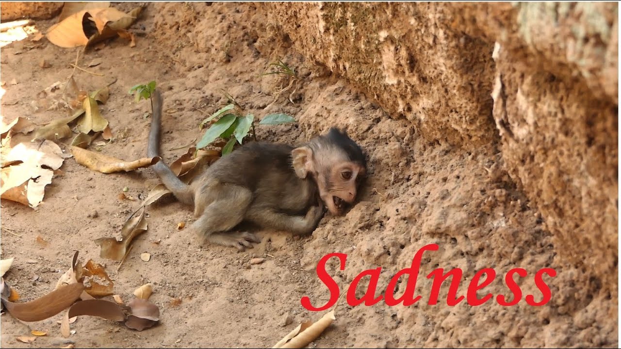 Million Sadness Pity Poor Baby Anissa Cry Extreme Seizure Too Long Until Exhausted.
