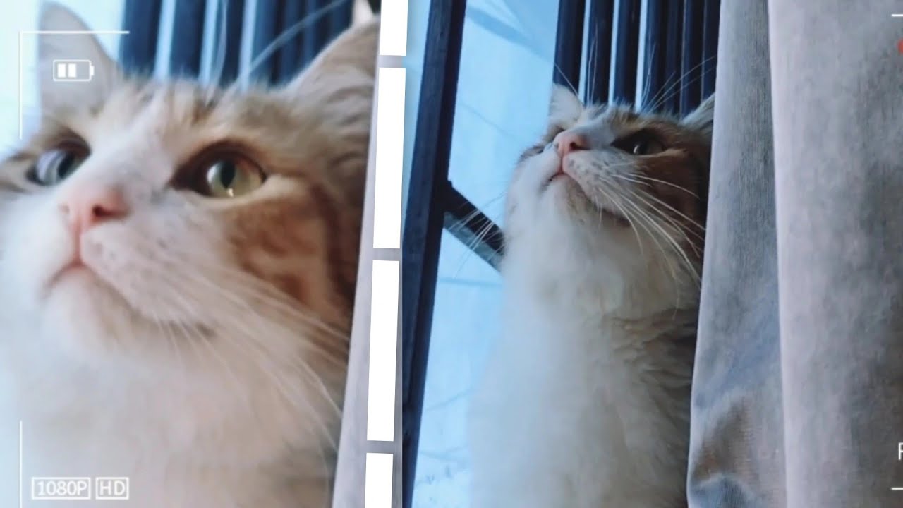 Wlcm to vlog day 48  dekho guys meri new cat 🐈😺 