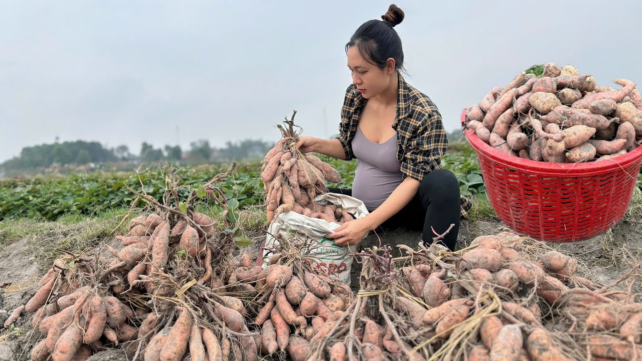 Rural life becomes more joyful as the sweet potato harvest continues,followed by the making of cakes