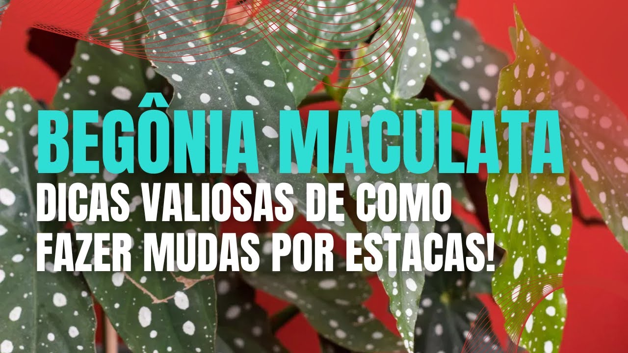 Como fazer MUDAS de BEGÔNIA MACULATA por estacas: dicas práticas e rápidas!
