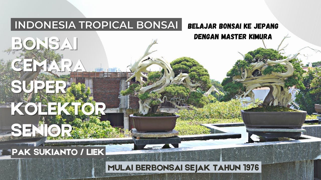 Koleksi bonsai cemara - cemara super ala jepang milik kolektor bonsai senior surabaya , Pak Liek