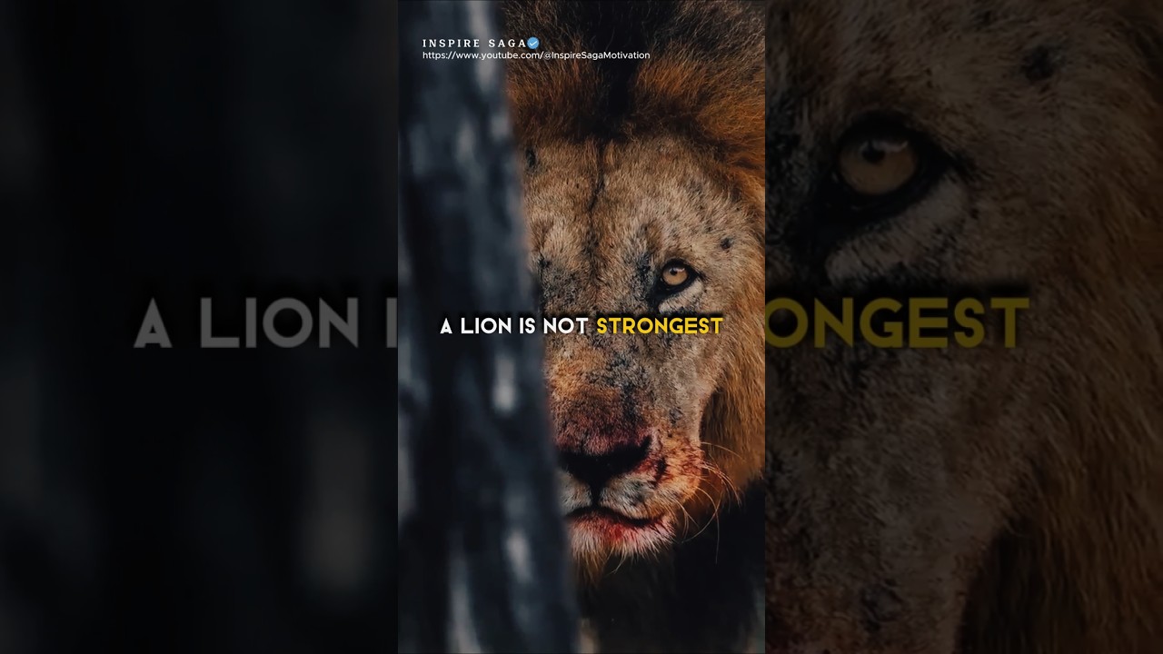 Sigma rule🔥😎 Why is Lion A King😱 #sigma #motivation #shorts